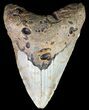 Bargain, Megalodon Tooth - North Carolina #67338-1
